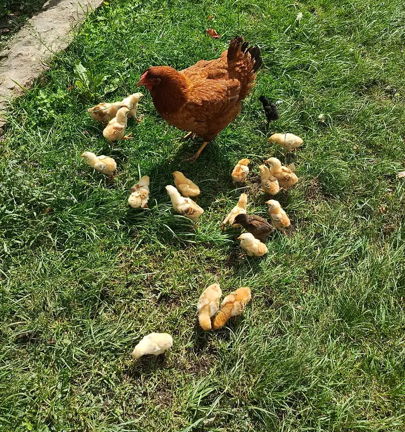 Poule et ses poussins