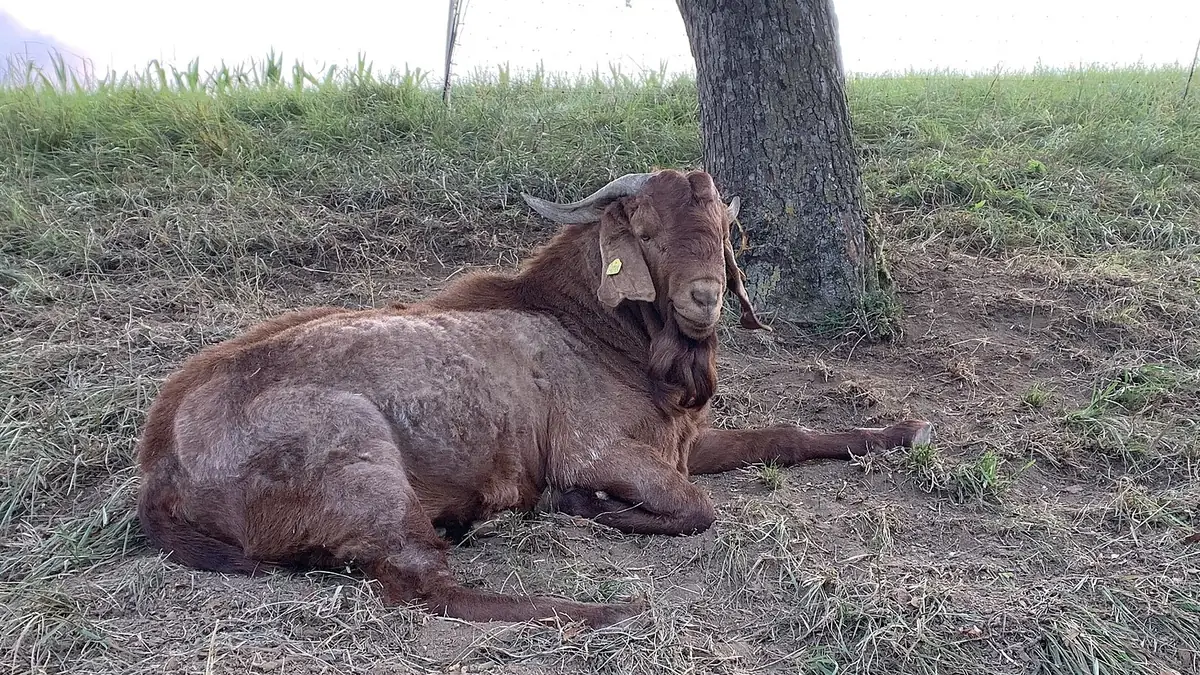 Bouc Red Kalahari
