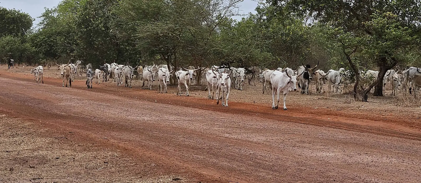Troupeau de zébus en transhumance, Sénégal